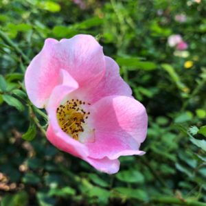 Desert Rose Elixir