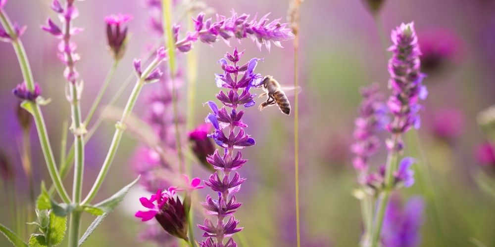 abeille et fleur