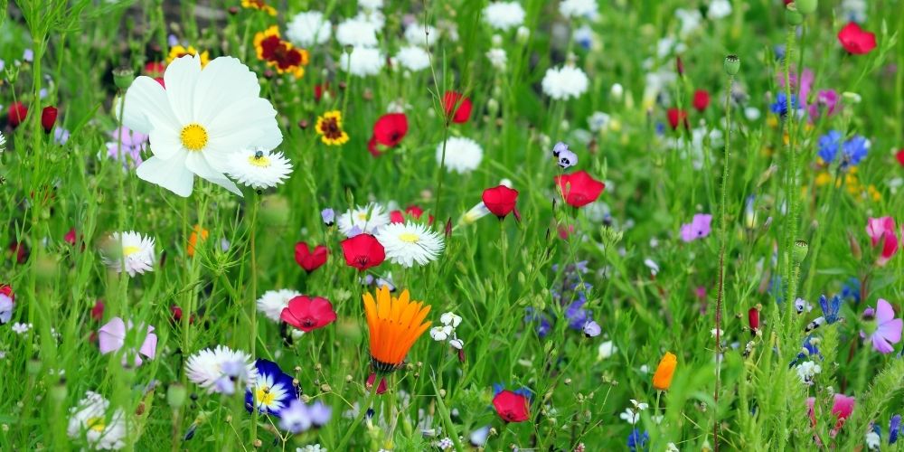 chant des fleurs