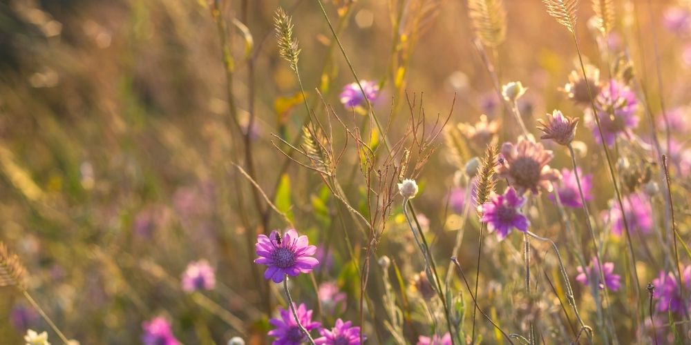 la nature sauvage