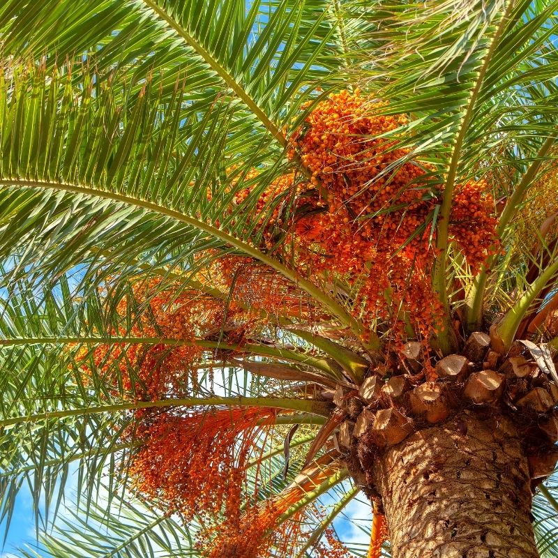 arbre de babassu beurre de cacao bio