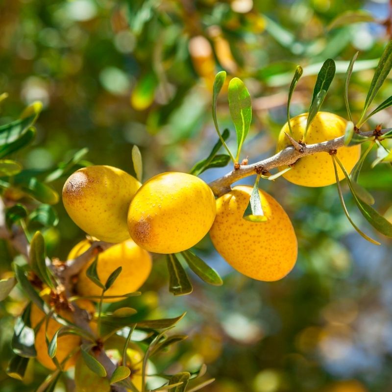 argan du maroc beurre de cacao bio