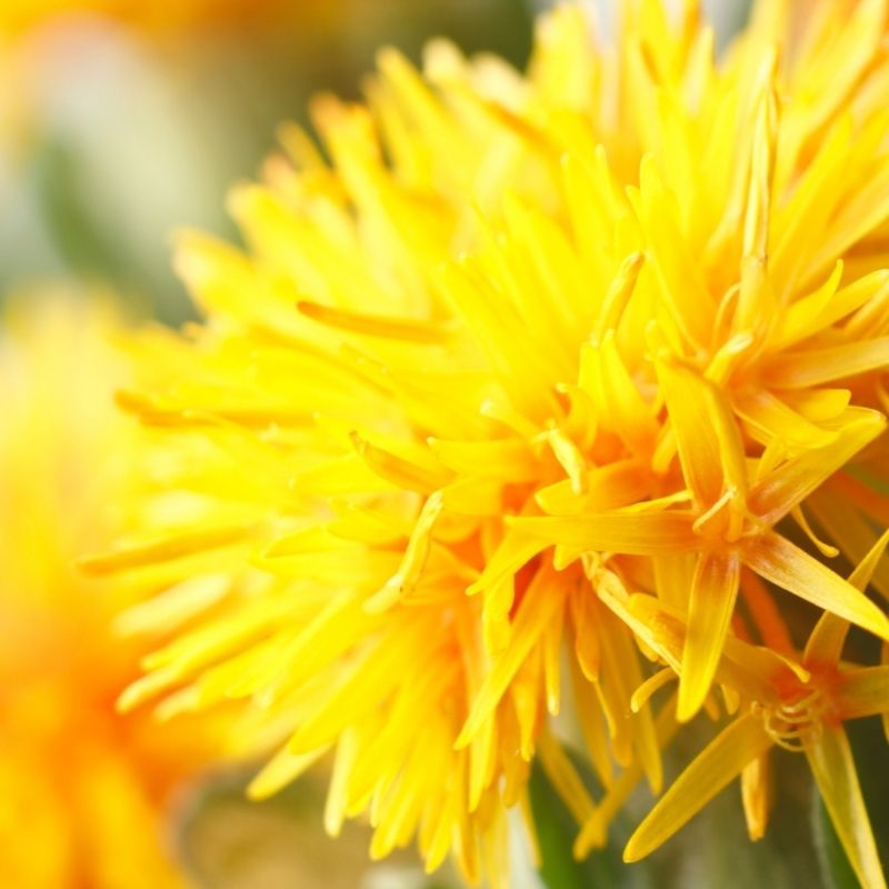fleur de carthame